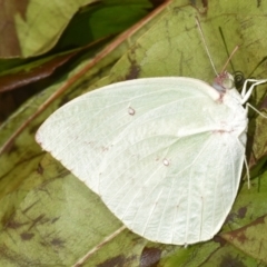 Pieris rapae by PJH123