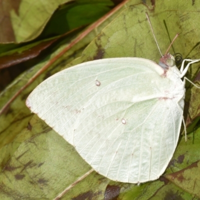 Pieris rapae by PJH123