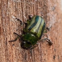 Calomela vittata (Acacia leaf beetle) at Watson, ACT - 23 Aug 2024 by sbittinger