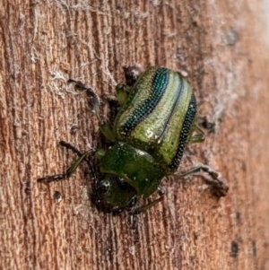 Calomela vittata at Watson, ACT - 23 Aug 2024 07:59 AM