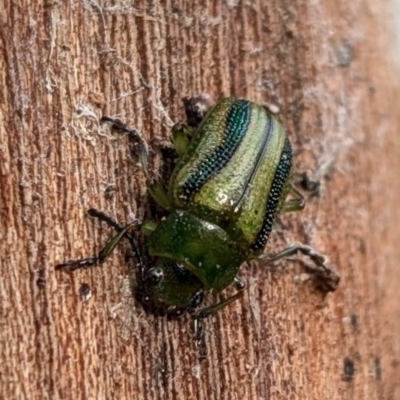 Calomela vittata (Acacia leaf beetle) at Watson, ACT - 22 Aug 2024 by sbittinger