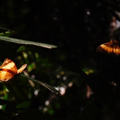 Cupha prosope (Bordered Rustic) at  - suppressed by PJH123