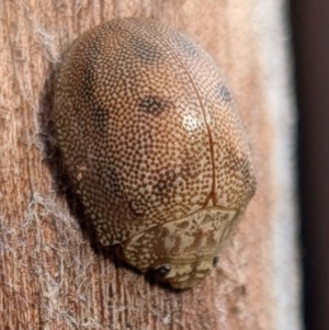 Paropsis atomaria at Watson, ACT - 23 Aug 2024 07:59 AM