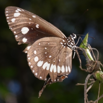 Euploea corinna at Sheldon, QLD - 22 Aug 2024 by PJH123