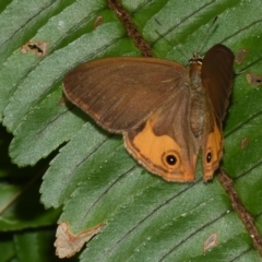 Hypocysta metirius at Sheldon, QLD - 22 Aug 2024 by PJH123