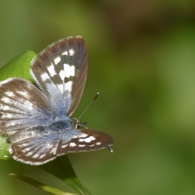 Leptotes plinius (Plumbago Blue) at Sheldon, QLD by PJH123