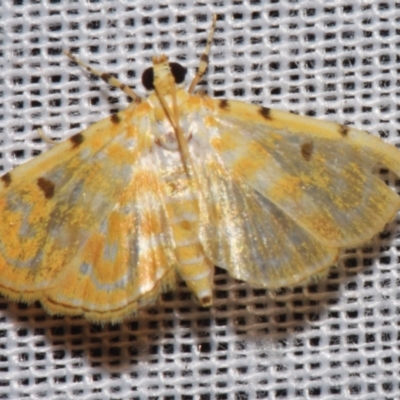 Notarcha aurolinealis (A Crambid moth (Spilomelinae)) at Sheldon, QLD - 8 Mar 2024 by PJH123