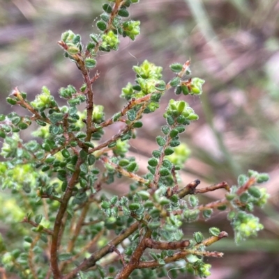 Pultenaea foliolosa (Small Leaf Bushpea) at Bookham, NSW - 14 Aug 2024 by JaneR