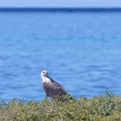 Haliaeetus leucogaster (White-bellied Sea-Eagle) at Meru, WA - 19 Apr 2024 by jb2602