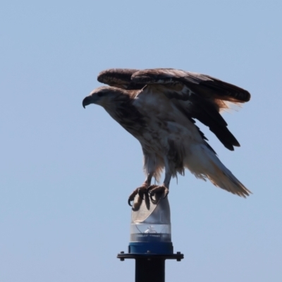 Haliaeetus leucogaster (White-bellied Sea-Eagle) at Houtman Abrolhos, WA - 19 Apr 2024 by jb2602