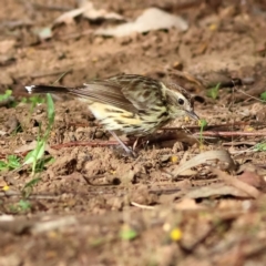 Pyrrholaemus sagittatus (Speckled Warbler) at Strathnairn, ACT - 23 Aug 2024 by MichaelWenke