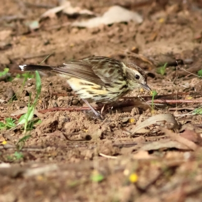 Pyrrholaemus sagittatus (Speckled Warbler) at Strathnairn, ACT - 22 Aug 2024 by Trevor