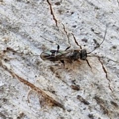 Unidentified Wasp (Hymenoptera, Apocrita) at Stirling, ACT - 23 Aug 2024 by trevorpreston