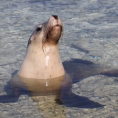 Neophoca cinerea (Australian sea-lion) at Houtman Abrolhos, WA - 19 Apr 2024 by jb2602