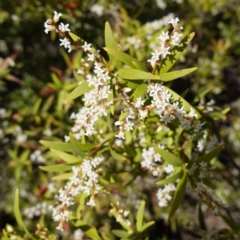 Leucopogon affinis (Lance Beard-heath) at Tianjara, NSW - 21 Aug 2024 by RobG1