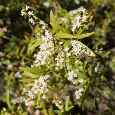 Leucopogon affinis (Lance Beard-heath) at Tianjara, NSW - 21 Aug 2024 by RobG1