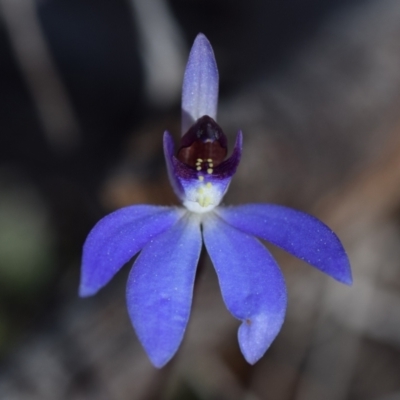 Cyanicula caerulea (Blue Fingers, Blue Fairies) at Karabar, NSW - 23 Aug 2024 by DianneClarke