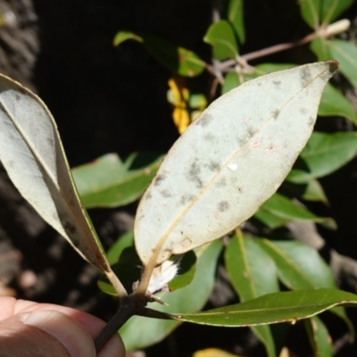 Syncarpia glomulifera subsp. glomulifera (Turpentine) at Tianjara, NSW - 21 Aug 2024 by RobG1