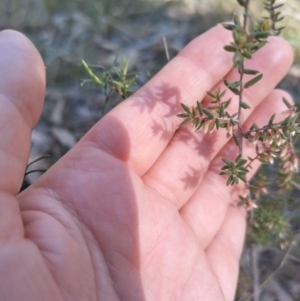 Styphelia fletcheri subsp. brevisepala at Bruce, ACT - 23 Aug 2024