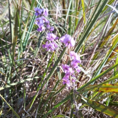 Hovea heterophylla (Common Hovea) at Bruce, ACT - 23 Aug 2024 by rbannister