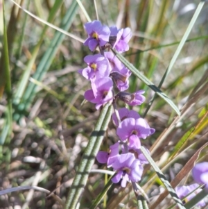 Hovea heterophylla at Bruce, ACT - 23 Aug 2024