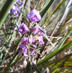 Hovea heterophylla at Bruce, ACT - 23 Aug 2024 01:23 PM