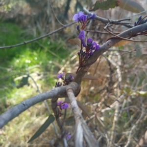 Hardenbergia violacea at Bruce, ACT - 23 Aug 2024 02:09 PM