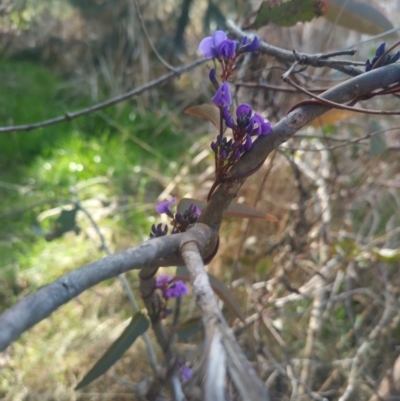 Hardenbergia violacea (False Sarsaparilla) at Bruce, ACT - 23 Aug 2024 by rbannister