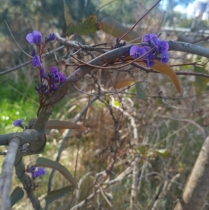 Hardenbergia violacea at Bruce, ACT - 23 Aug 2024 02:09 PM