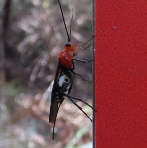 Braconidae (family) at Paddys River, ACT - 23 Aug 2024 01:38 PM