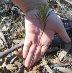 Hakea decurrens subsp. decurrens (Bushy Needlewood) at Bruce, ACT - 23 Aug 2024 by rbannister