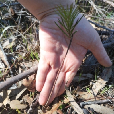 Hakea decurrens subsp. decurrens (Bushy Needlewood) at Bruce, ACT - 23 Aug 2024 by rbannister