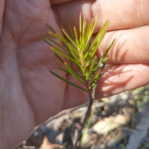 Hakea decurrens subsp. decurrens at Bruce, ACT - 23 Aug 2024