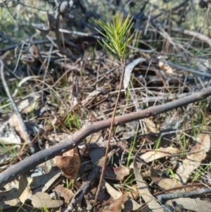 Hakea decurrens subsp. decurrens at Bruce, ACT - 23 Aug 2024 12:54 PM