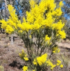 Acacia boormanii (Snowy River Wattle) at Karabar, NSW - 23 Aug 2024 by DianneClarke