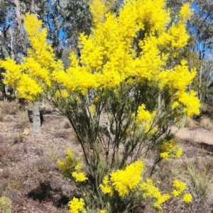 Acacia boormanii at Karabar, NSW - 23 Aug 2024 03:19 PM