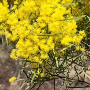 Acacia boormanii at Karabar, NSW - 23 Aug 2024 03:19 PM