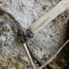 Iridomyrmex sp. (genus) (Ant) at Lyons, ACT - 23 Aug 2024 by ran452