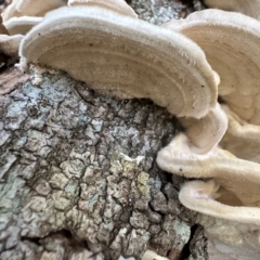 Trametes sp. at Qunaba, QLD - 23 Aug 2024 by lbradley