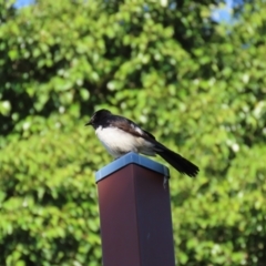 Rhipidura leucophrys (Willie Wagtail) at Qunaba, QLD - 23 Aug 2024 by lbradley