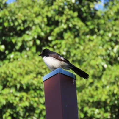 Rhipidura leucophrys (Willie Wagtail) at Qunaba, QLD - 23 Aug 2024 by lbradley