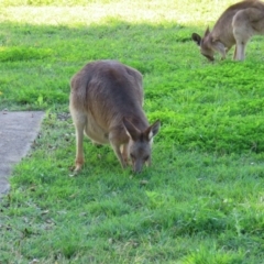 Macropus giganteus (Eastern Grey Kangaroo) at Qunaba, QLD - 23 Aug 2024 by lbradley