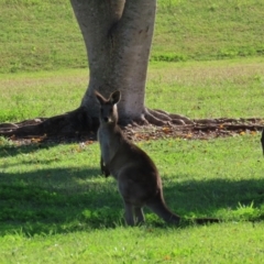 Macropus giganteus at Qunaba, QLD - 23 Aug 2024 03:43 PM