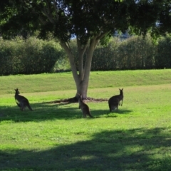 Macropus giganteus at Qunaba, QLD - 23 Aug 2024 03:43 PM
