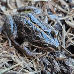 Limnodynastes tasmaniensis at Braidwood, NSW - 23 Aug 2024 02:41 PM