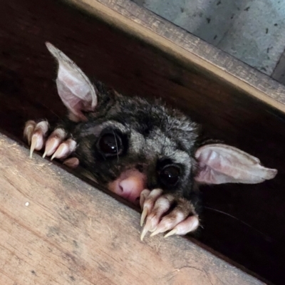 Trichosurus vulpecula (Common Brushtail Possum) at Braidwood, NSW - 23 Aug 2024 by MatthewFrawley