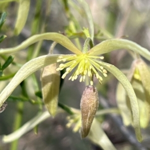 Clematis leptophylla at Aranda, ACT - 23 Aug 2024 04:16 PM