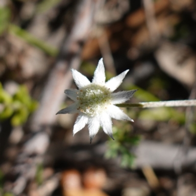 Actinotus minor (Lesser Flannel Flower) at Tianjara, NSW - 21 Aug 2024 by RobG1