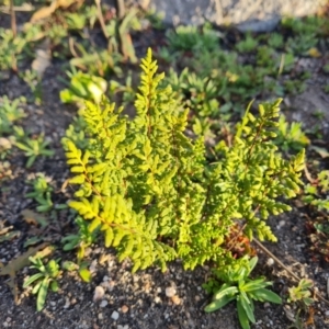 Cheilanthes sieberi subsp. sieberi at Chapman, ACT - 23 Aug 2024 04:48 PM