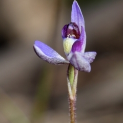 Cyanicula caerulea (Blue Fingers, Blue Fairies) at Bruce, ACT - 23 Aug 2024 by RobertD